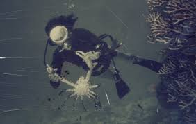 Image result for Seabug Divers