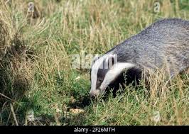 Attēlu rezultāti vaicājumam “Meles meles adult”