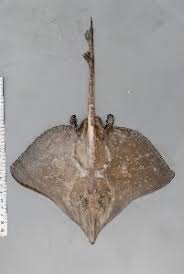 Image result for Dipturus intermedius