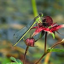 Attēlu rezultāti vaicājumam “Coenagrion armatum female”