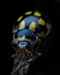 Attēlu rezultāti vaicājumam “Propylea quatuordecimpunctata”