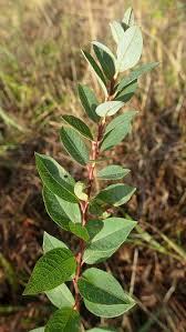 Attēlu rezultāti vaicājumam “Salix myrtilloides”
