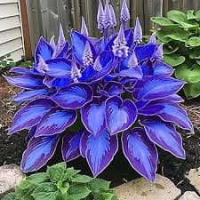 Attēlu rezultāti vaicājumam “Hosta sp. flower”