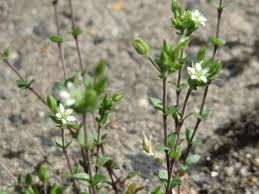 Attēlu rezultāti vaicājumam “Arenaria serpyllifolia flower”