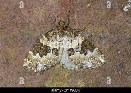 Attēlu rezultāti vaicājumam “Electrophaes corylata”