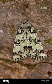 Attēlu rezultāti vaicājumam “Moma alpium”