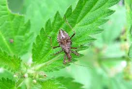 Attēlu rezultāti vaicājumam “Himacerus apterus”