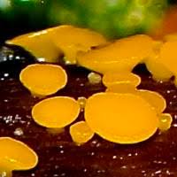 Attēlu rezultāti vaicājumam “Bisporella citrina”