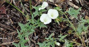 Attēlu rezultāti vaicājumam “Calystegia inflata”