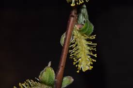 Attēlu rezultāti vaicājumam “Salix daphnoides subsp. acutifolia bud”