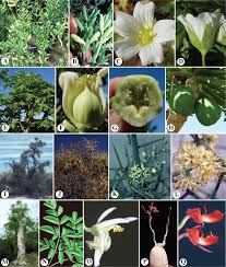 Image result for Tropaeolum majes