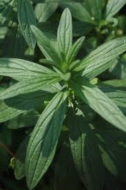 Attēlu rezultāti vaicājumam “Lithospermum officinale leaf”
