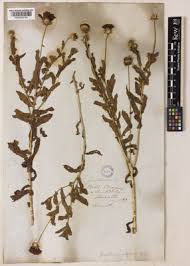 Image result for Gaillardia amblyodon