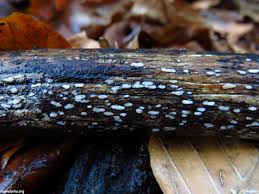 Attēlu rezultāti vaicājumam “Propolis farinosa”