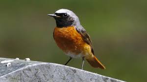 Attēlu rezultāti vaicājumam “Phoenicurus phoenicurus”