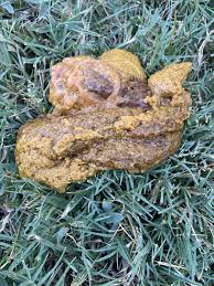 Image result for cestoda excrement dog