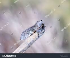 Attēlu rezultāti vaicājumam “Achlya flavicornis”