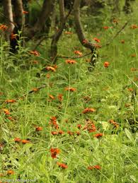 Attēlu rezultāti vaicājumam “Pilosella aurantiaca”