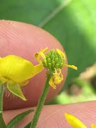 Attēlu rezultāti vaicājumam “Ranunculus bulbosus flower”