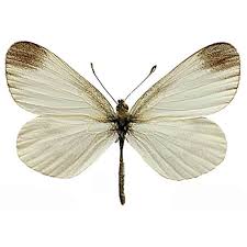 Attēlu rezultāti vaicājumam “Leptidea sinapis”