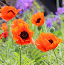 Image result for Papaver orientale