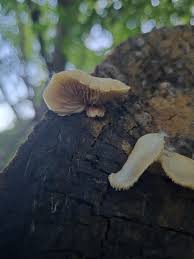 Attēlu rezultāti vaicājumam “Crepidotus applanatus”