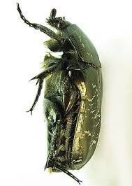 Attēlu rezultāti vaicājumam “Liocola lugubris”