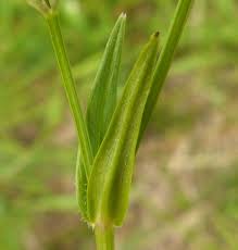 Attēlu rezultāti vaicājumam “Stellaria holostea fruit”