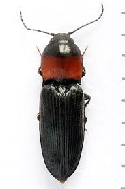 Attēlu rezultāti vaicājumam “Cardiophorus ruficollis”