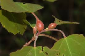 Attēlu rezultāti vaicājumam “Contarinia petioli”