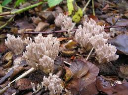 Attēlu rezultāti vaicājumam “Clavulina coralloides”