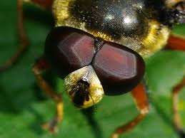 Attēlu rezultāti vaicājumam “Sericomyia sp.”