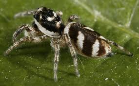 Attēlu rezultāti vaicājumam “Salticus sp.”