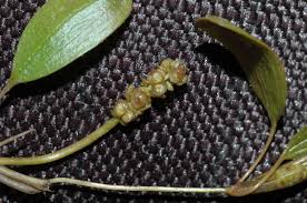 Attēlu rezultāti vaicājumam “Potamogetonaceae”