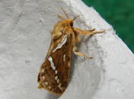 Attēlu rezultāti vaicājumam “Hepialus lupulinus”