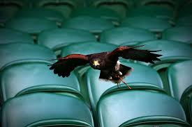 Image result for Wimbledon Hawks