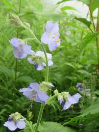 Attēlu rezultāti vaicājumam “Polemonium caeruleum flower”