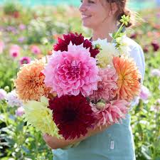 Image result for Dahlia x pinnata `Decorative Giants`