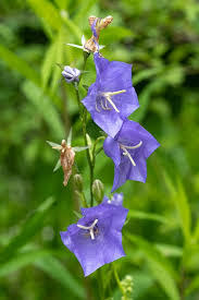 Attēlu rezultāti vaicājumam “Campanula persicifolia flower”
