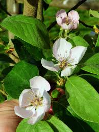 Attēlu rezultāti vaicājumam “Cydonia oblonga flower”