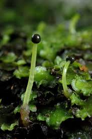 Attēlu rezultāti vaicājumam “Pellia epiphylla sporophyte”