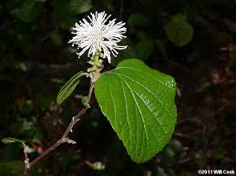 Attēlu rezultāti vaicājumam “Fothergilla major”