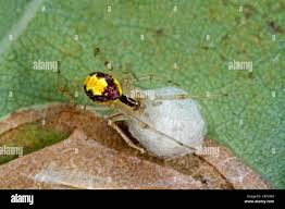 Attēlu rezultāti vaicājumam “Neottiura bimaculata female”