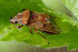 Attēlu rezultāti vaicājumam “Kleidocerys resedae imago”