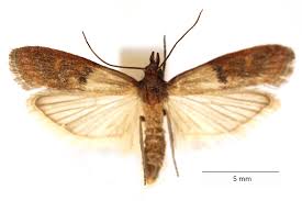 Attēlu rezultāti vaicājumam “Plodia interpunctella”