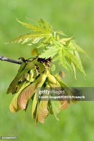 Attēlu rezultāti vaicājumam “Ulmus laevis fruit”