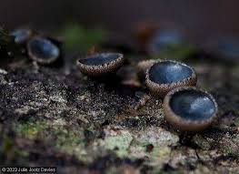 Attēlu rezultāti vaicājumam “Bulgaria inquinans”