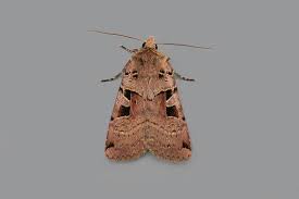 Attēlu rezultāti vaicājumam “Xestia triangulum”