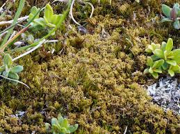 Attēlu rezultāti vaicājumam “Tortella inclinata”