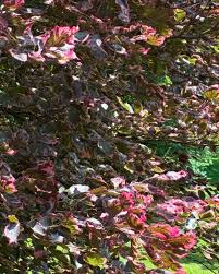 Attēlu rezultāti vaicājumam “Fagus sylvatica fo. purpurea flower”
